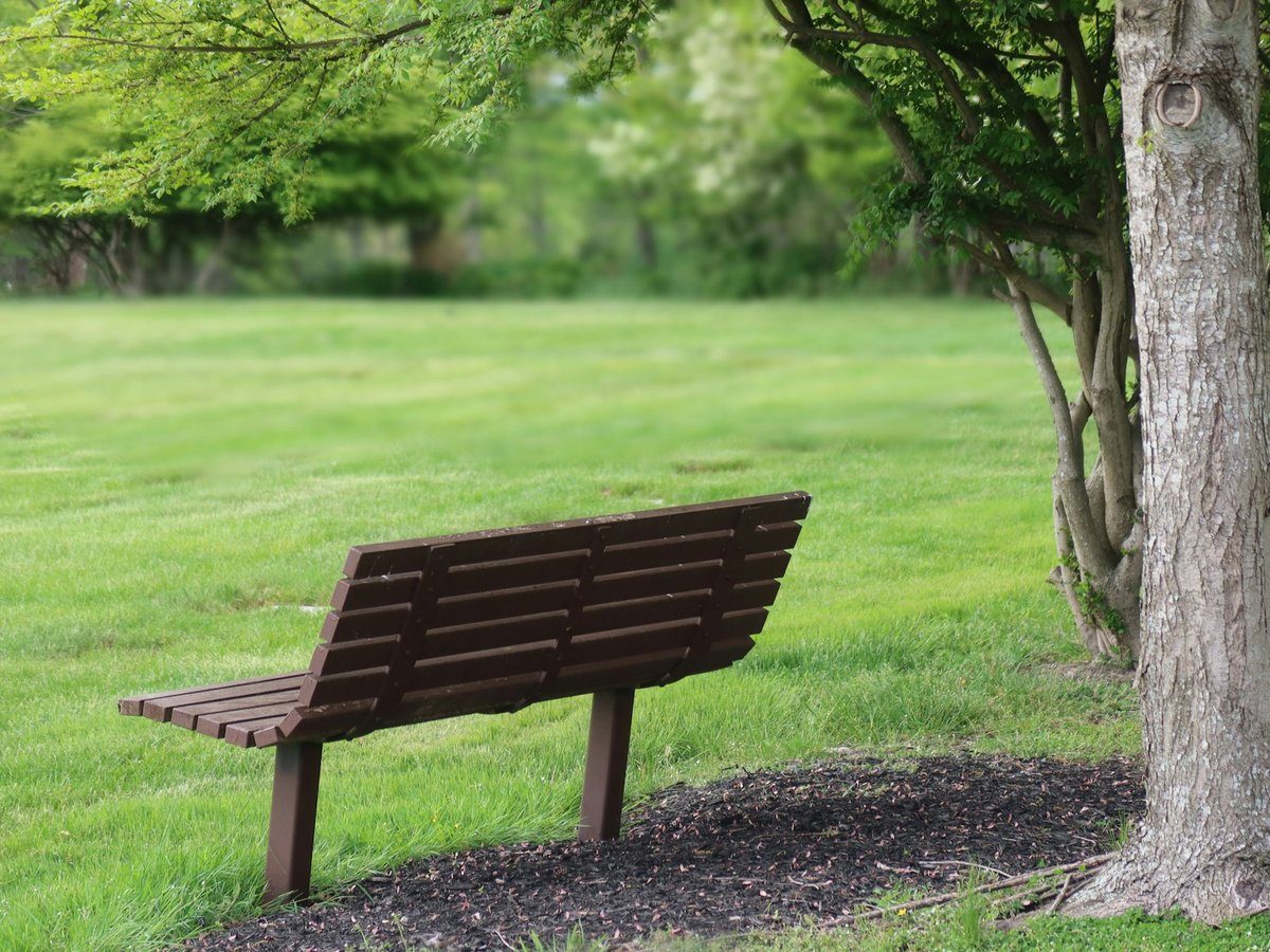 Banc en bois sur une pelouse, au pied d'un arbre